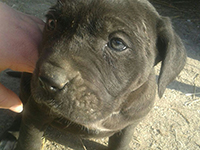 cane corso puppy's head